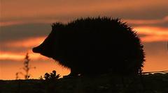 Hedgehog among four chosen animals to feature on your new banknotes — BBC Business, Shenzhen Business news